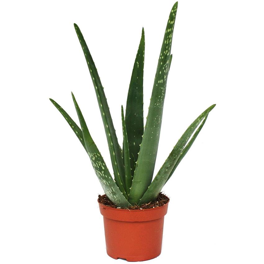 ALOVERA PLANTS