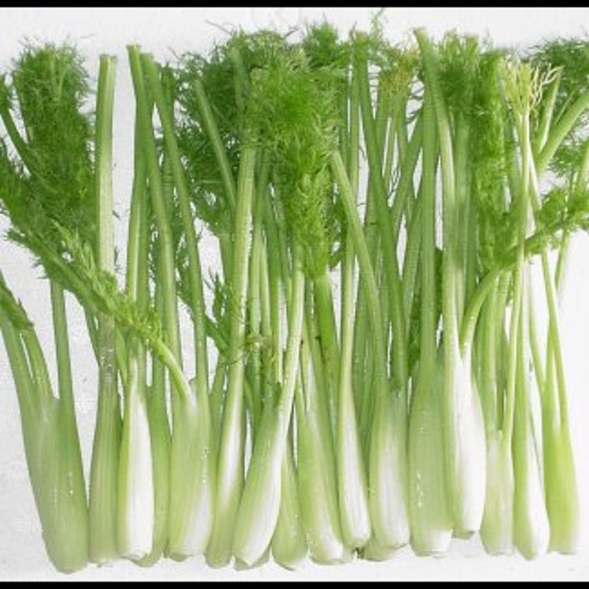 BABY FENNEL