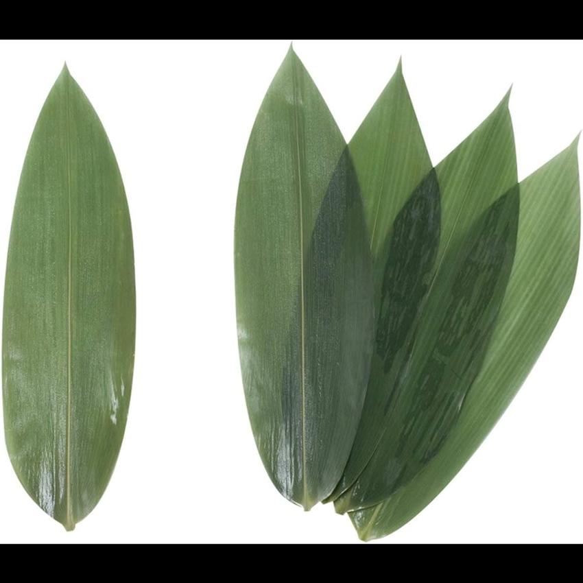 BAMBOO LEAF