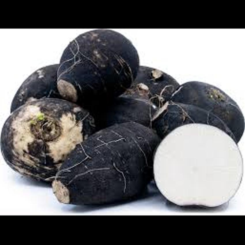 BLACK TURNIP/RADISH