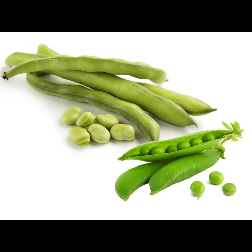 BROAD BEANS FRESH
