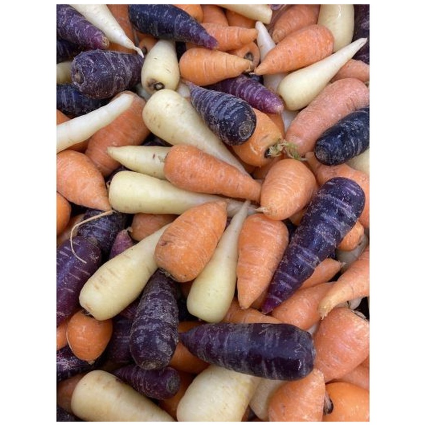 CARROT MIXED CHANTENAY