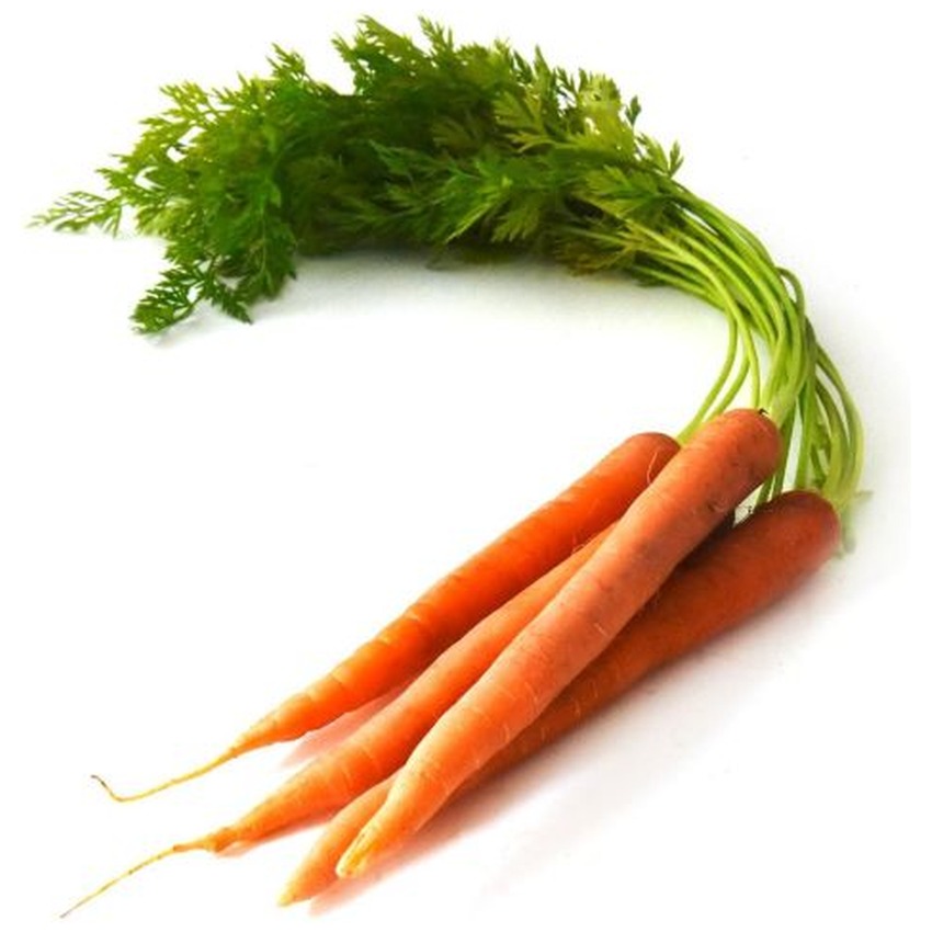 CARROTS WITH LEAF