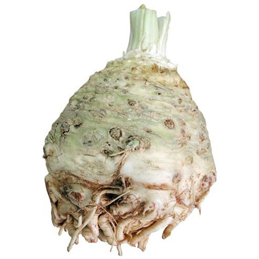 CELERIAC