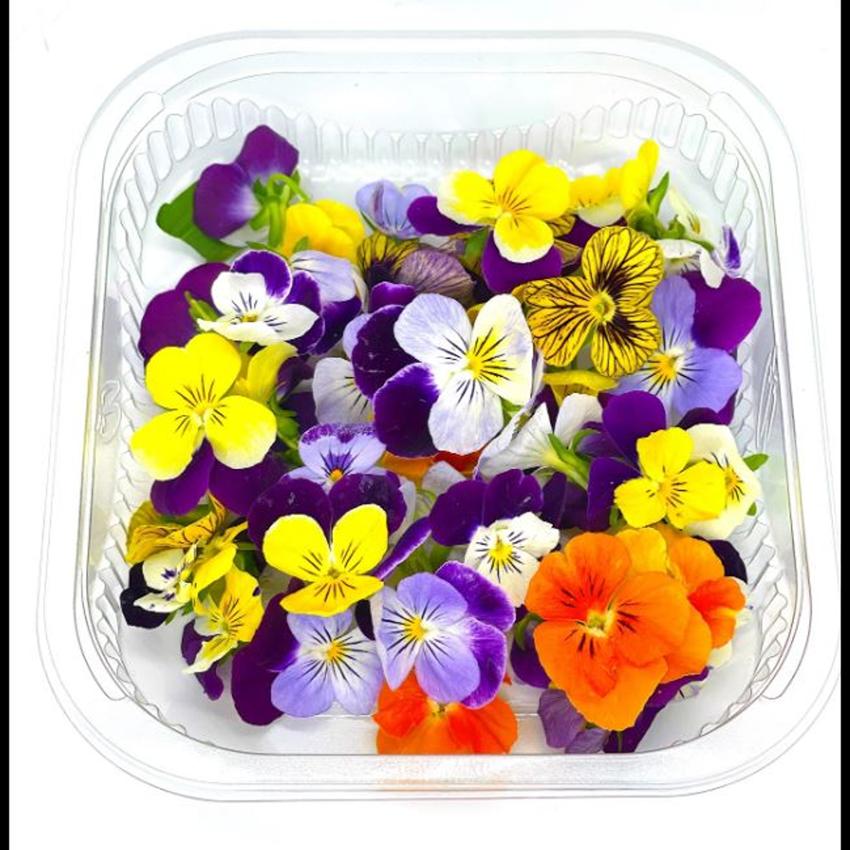COCTAIL FLOWER (SMALL) VIOLAS