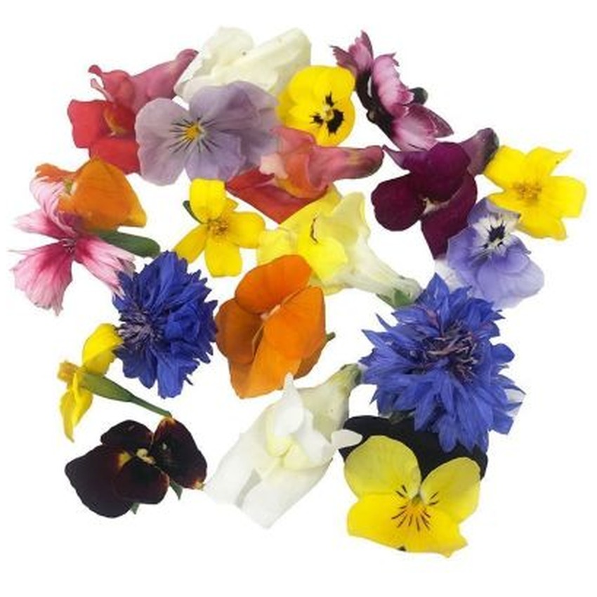 COCTAIL FLOWER (WHEEL)