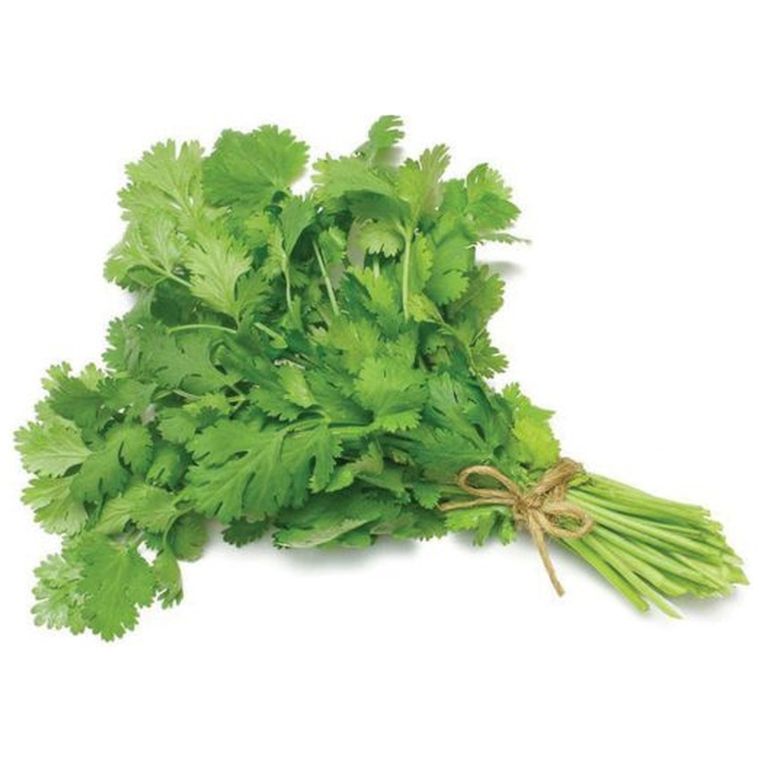 CORIANDER BUNCH