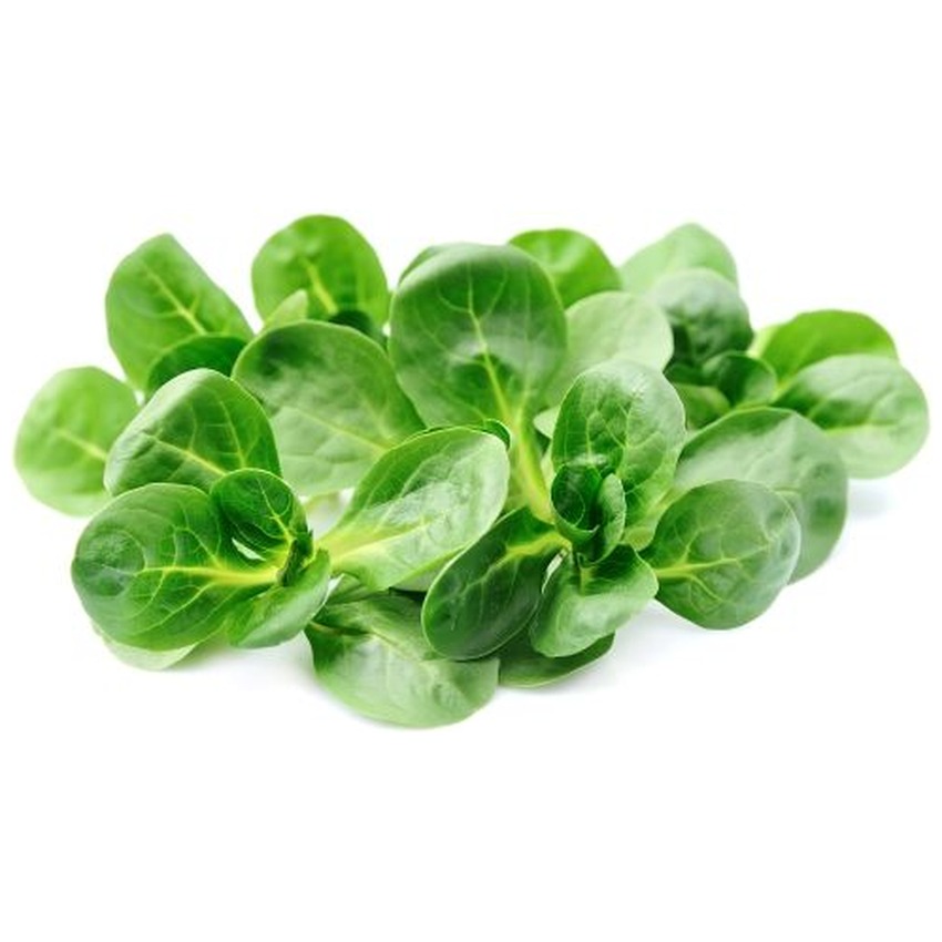 CORN (SALAD) LETTUCE