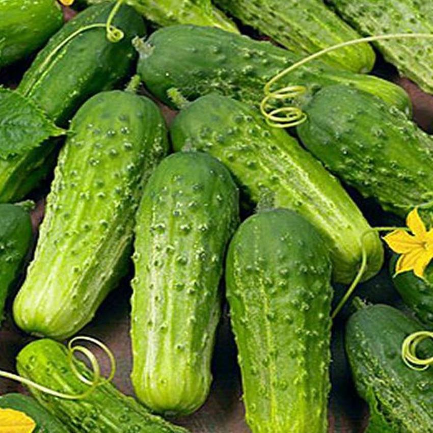 CORNISON (FRESH)