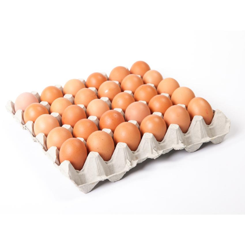 EGG LARGE