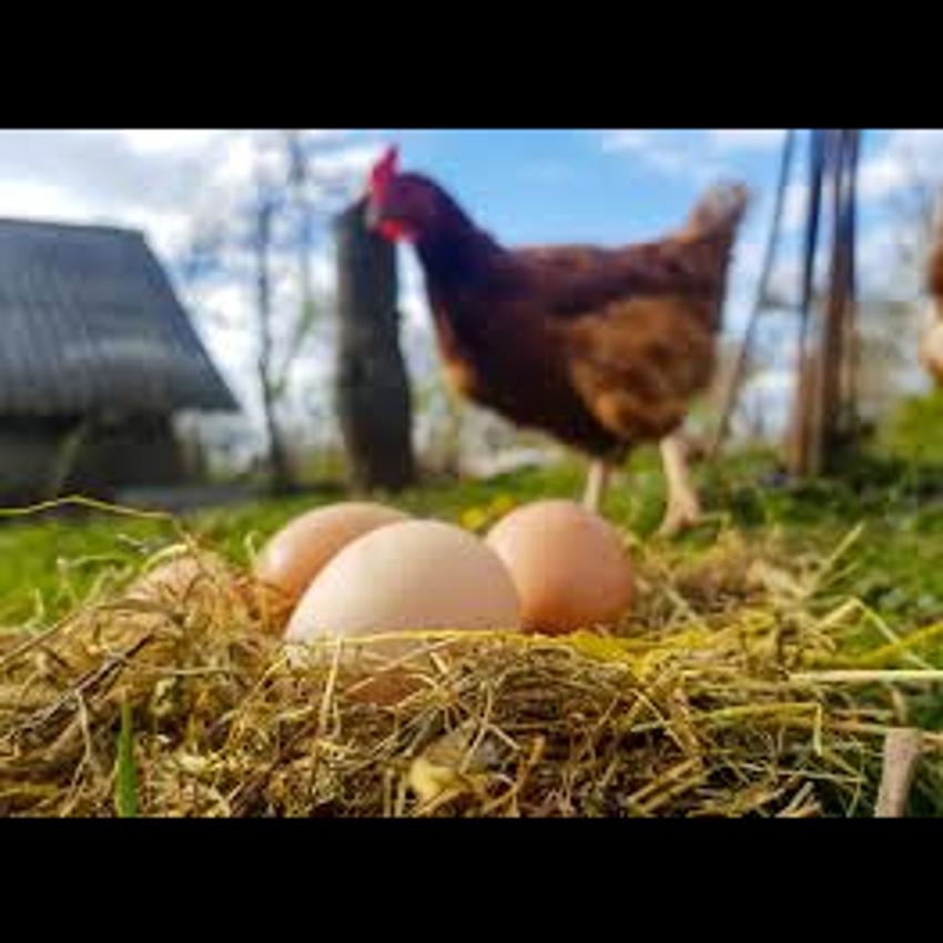 EGG - MEDIUM FREE RANGE