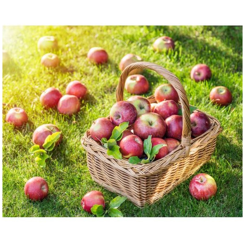ENGLISH APPLE (SMALL RED)