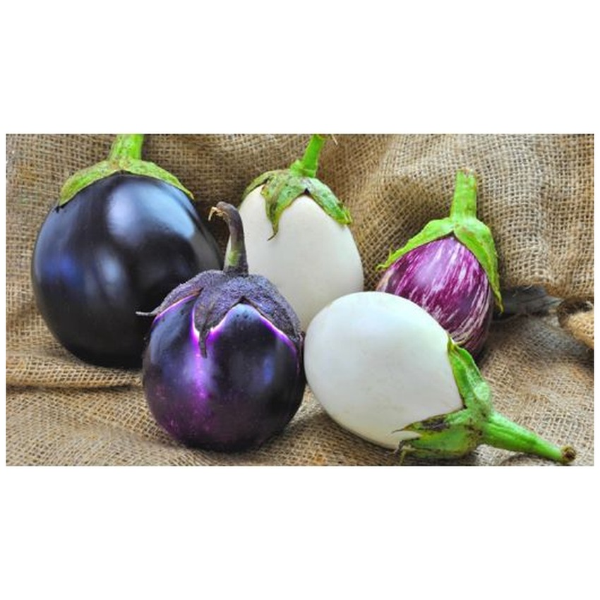 GARDEN EGG (EGGPLANTS)