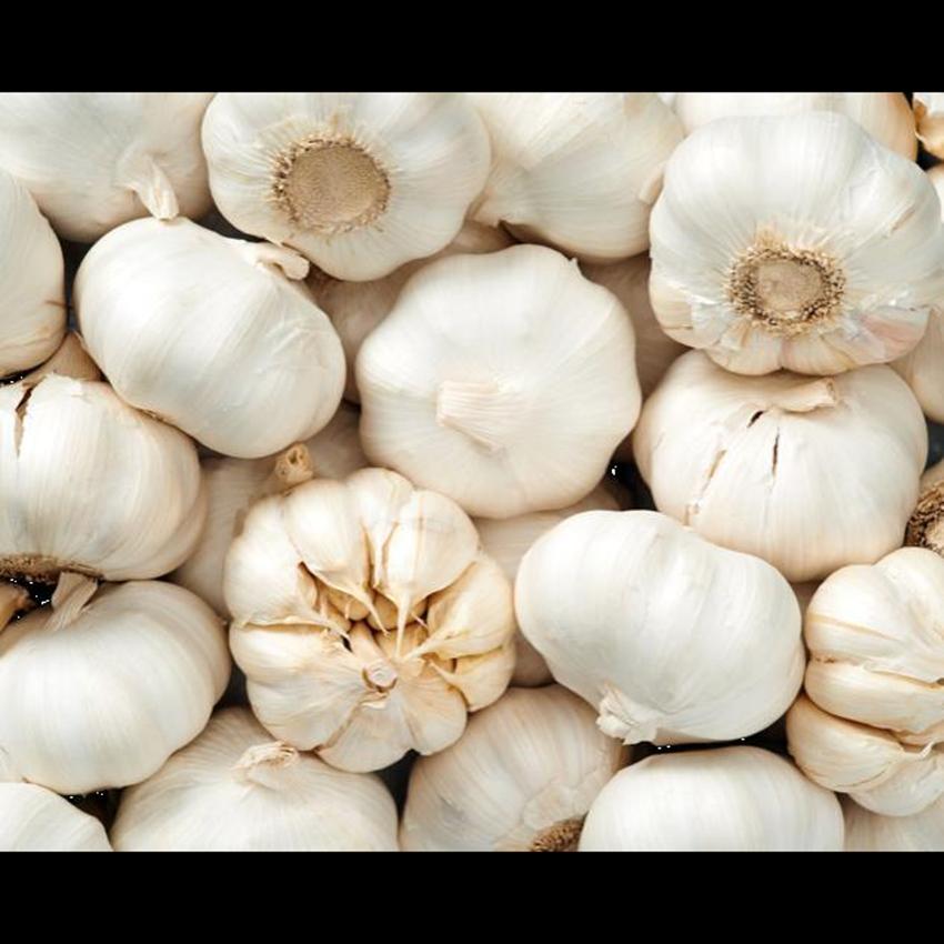GARLIC LOOSE (BLUE BOX)