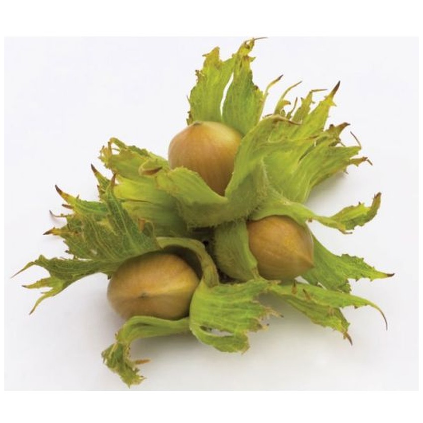 GREEN HAZELNUTS