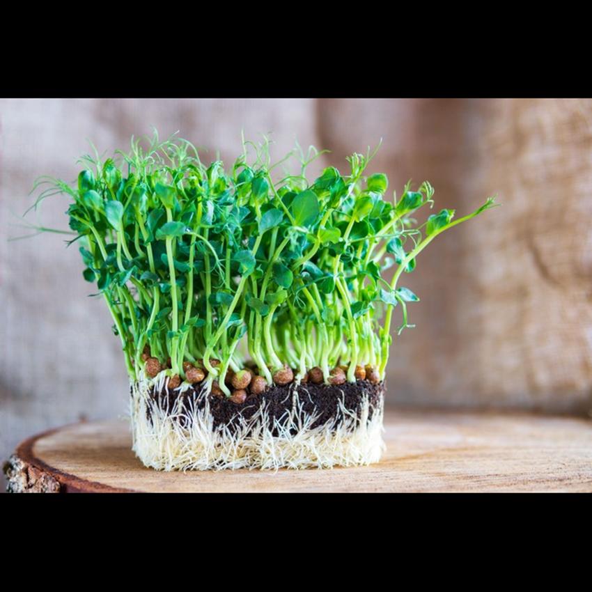 GROWING PEA SHOOTS