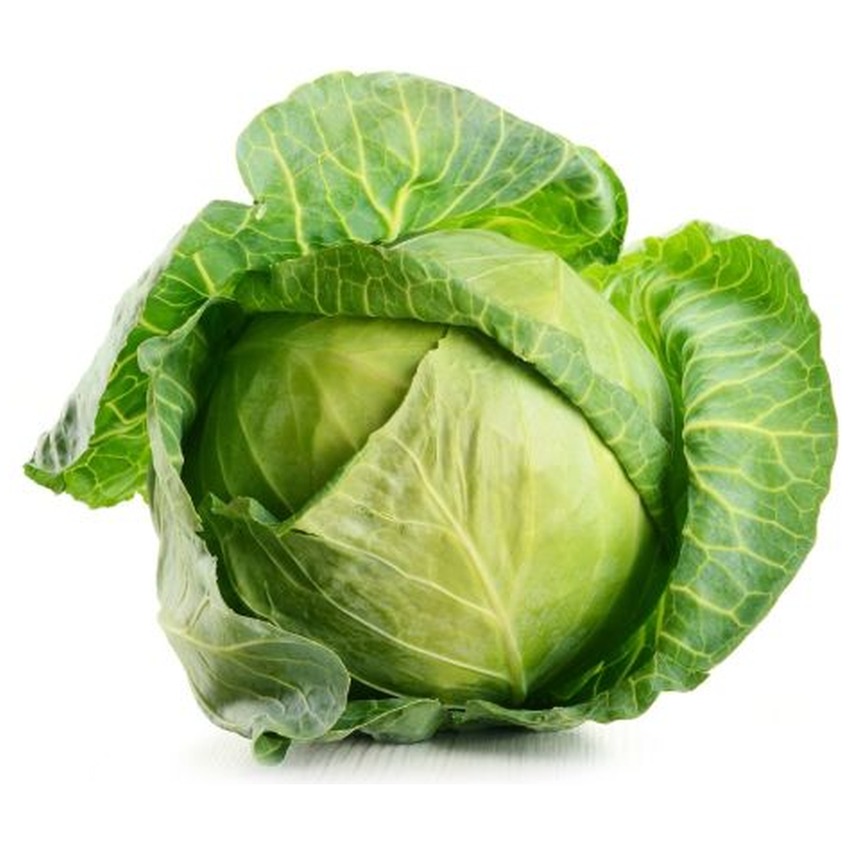 HISPI HEARTH CABBAGE