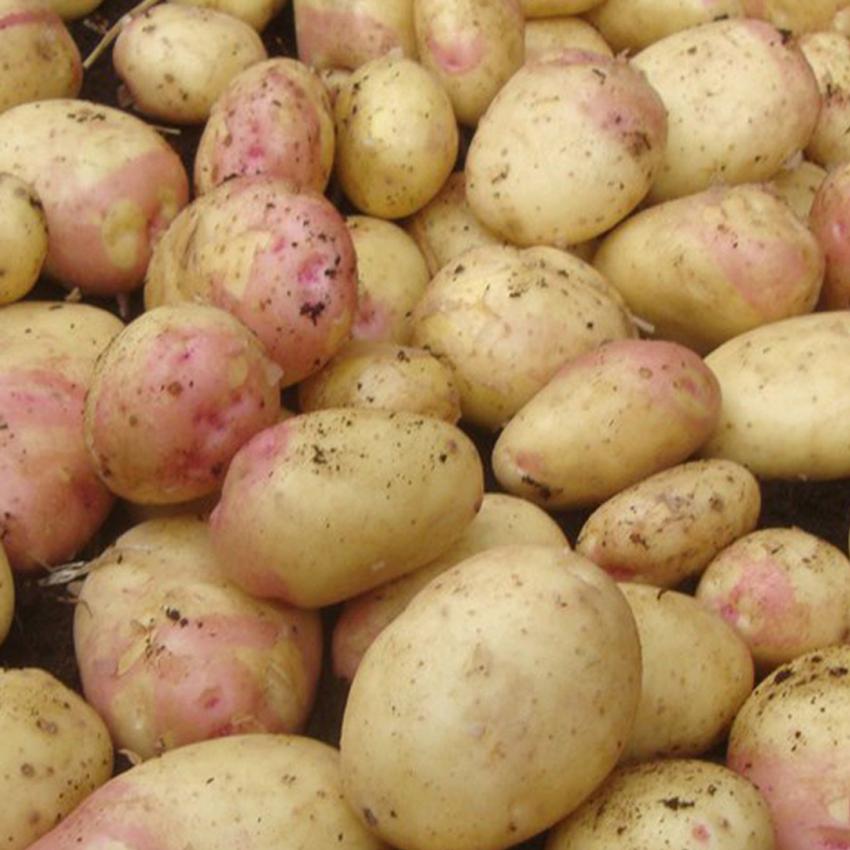 KING EDWARD POTATO