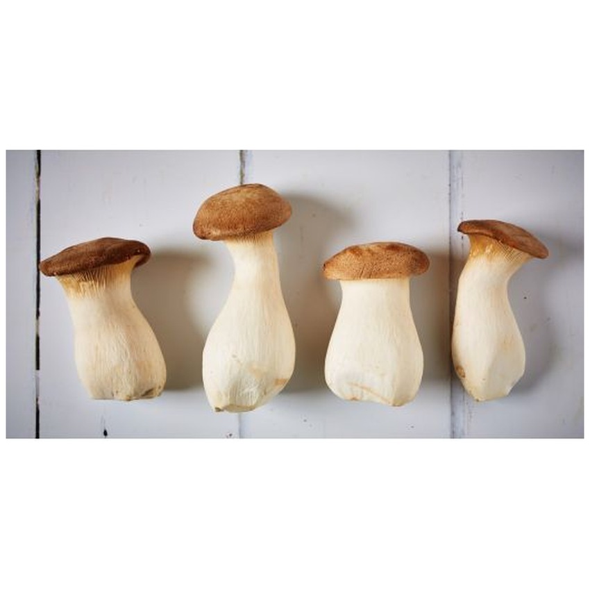 KING OYSTER MUSHROOM