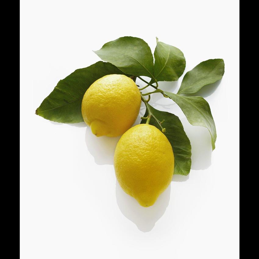 LEMON WITH LEAF
