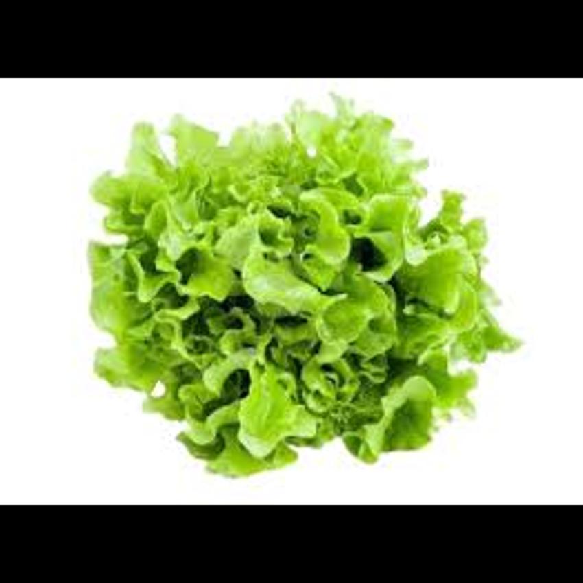 LETTUCE LOLLO BIONDI (VERDI)