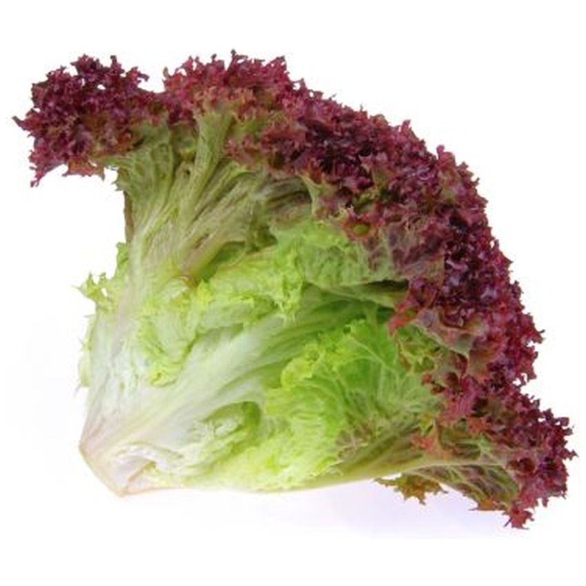 LETTUCE LOLLOROSSA
