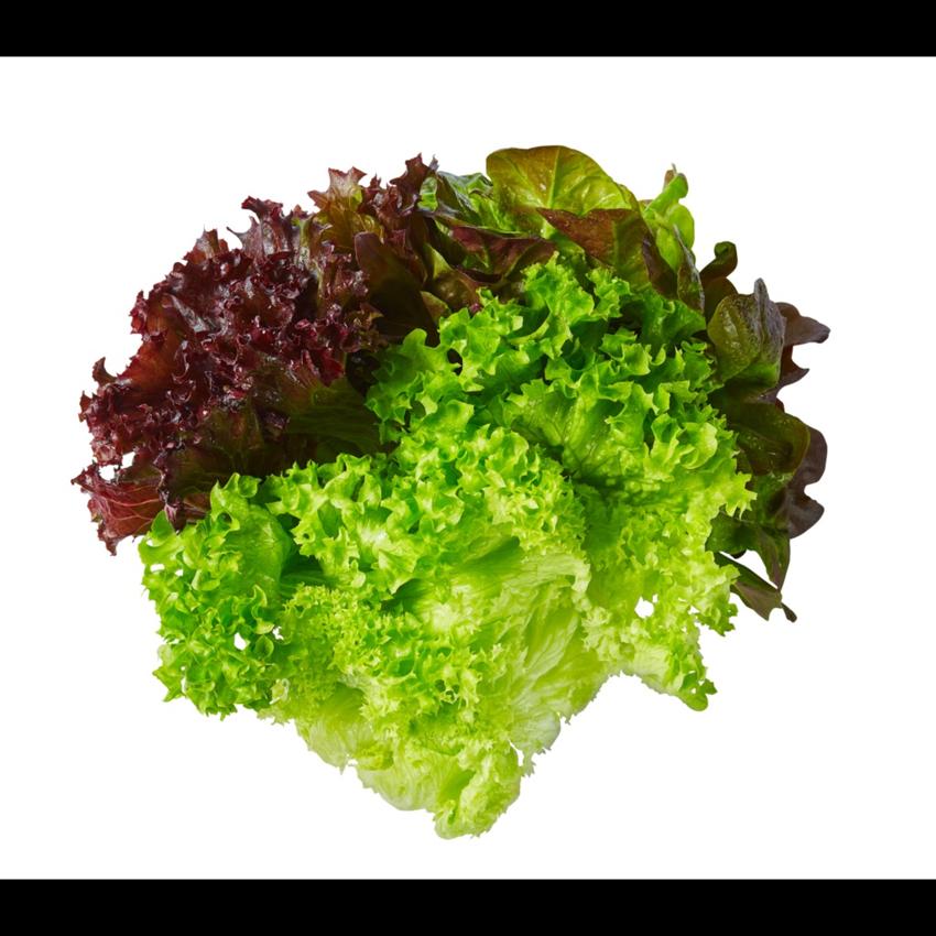 LETTUCE MIXED LOLLOROSSA
