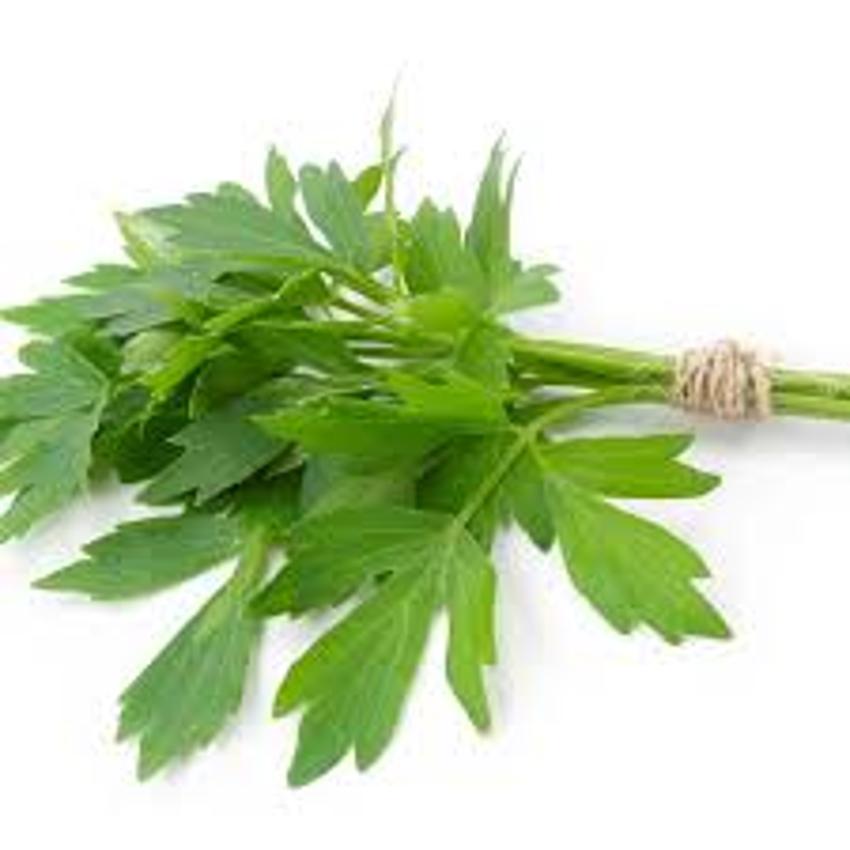 LOVAGE (BOX)