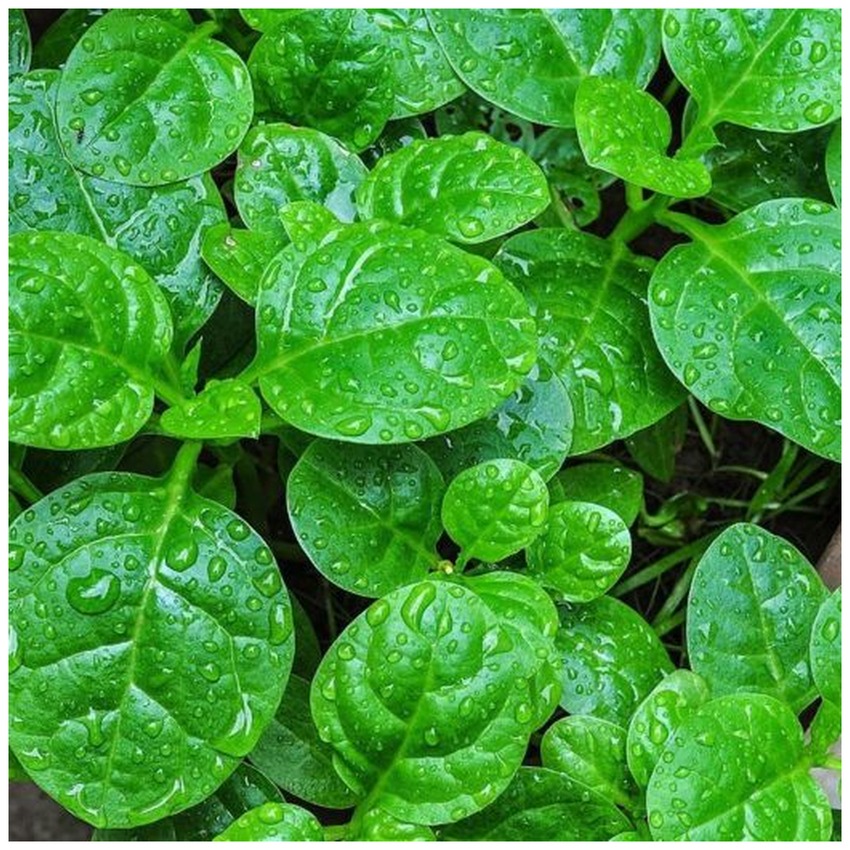 MALABAR SPINACH