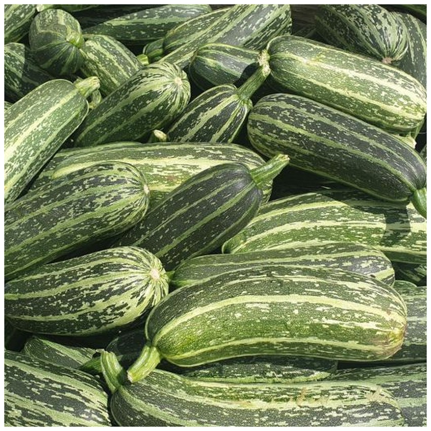 MARROWS