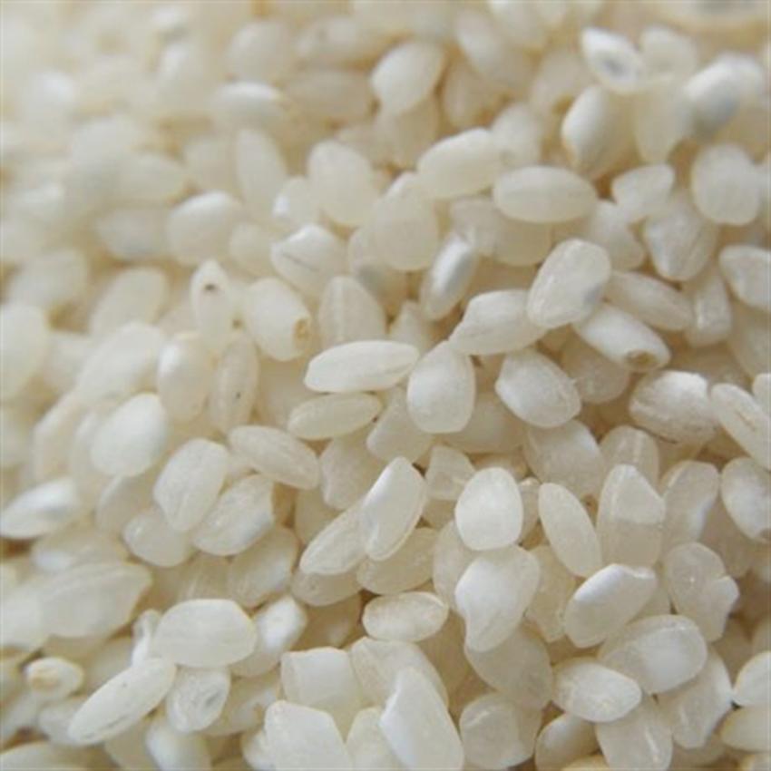 MAYA PUDDING RICE