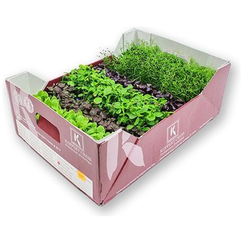 MICRO GREENS - MIX SAKURA