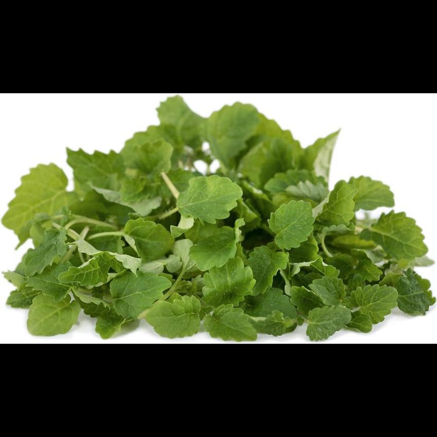 MICRO LEMON BALM