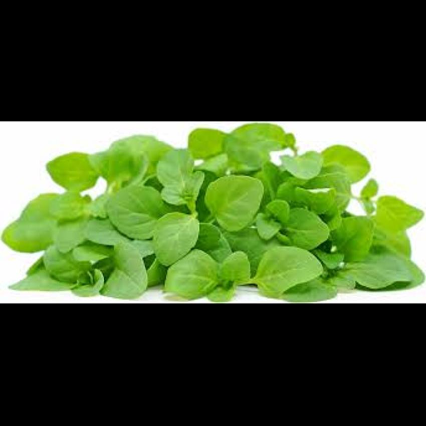 MICRO MINT