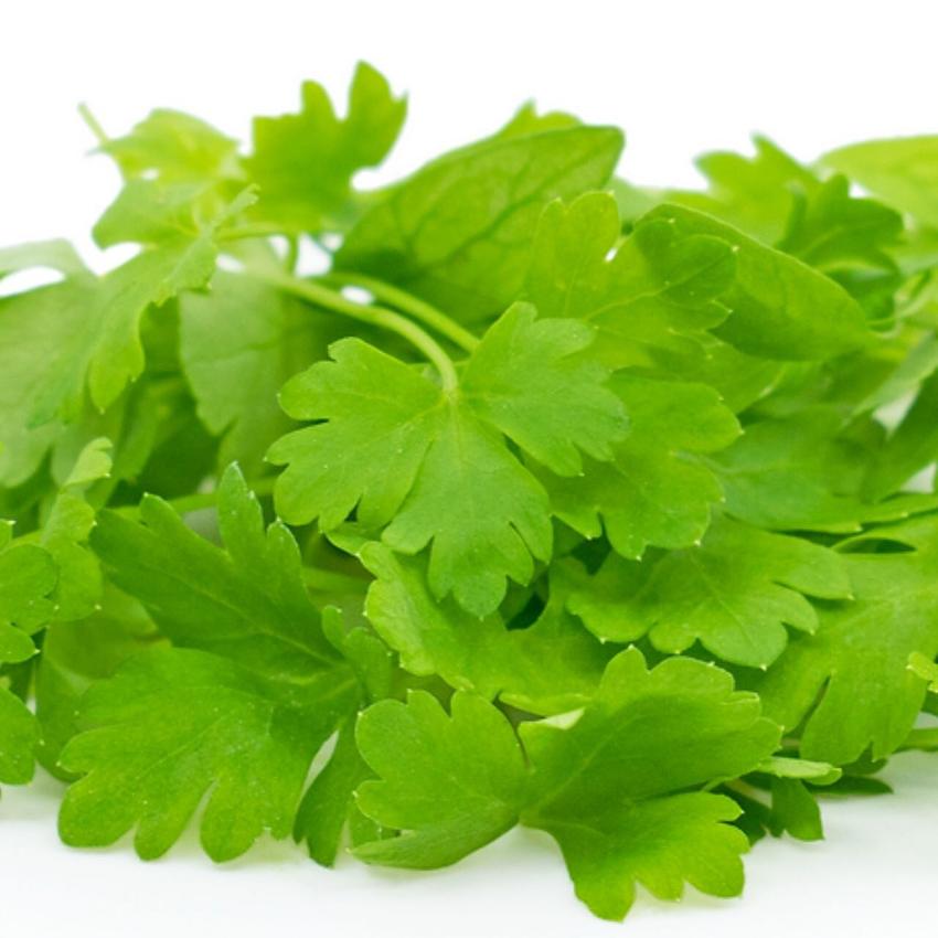 MICRO PARSLEY