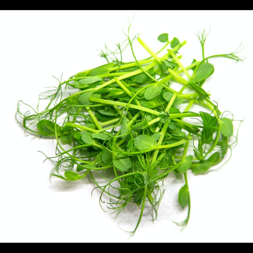 MICRO PEASHOOTS