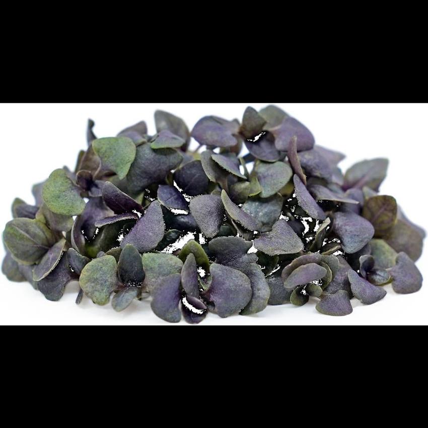 MICRO PURPLE BASEL