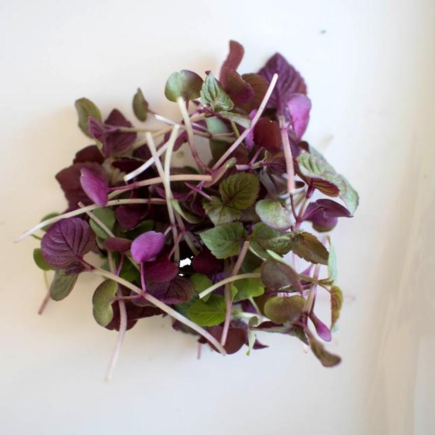 MICRO PURPLE SHISO