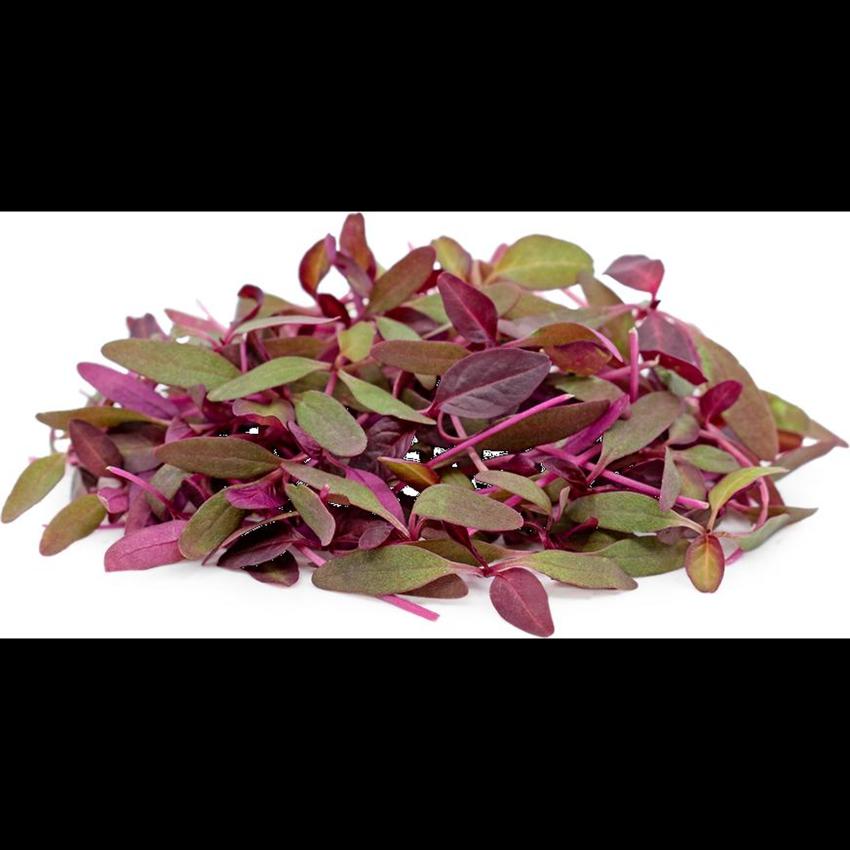 MICRO RED AMARATH