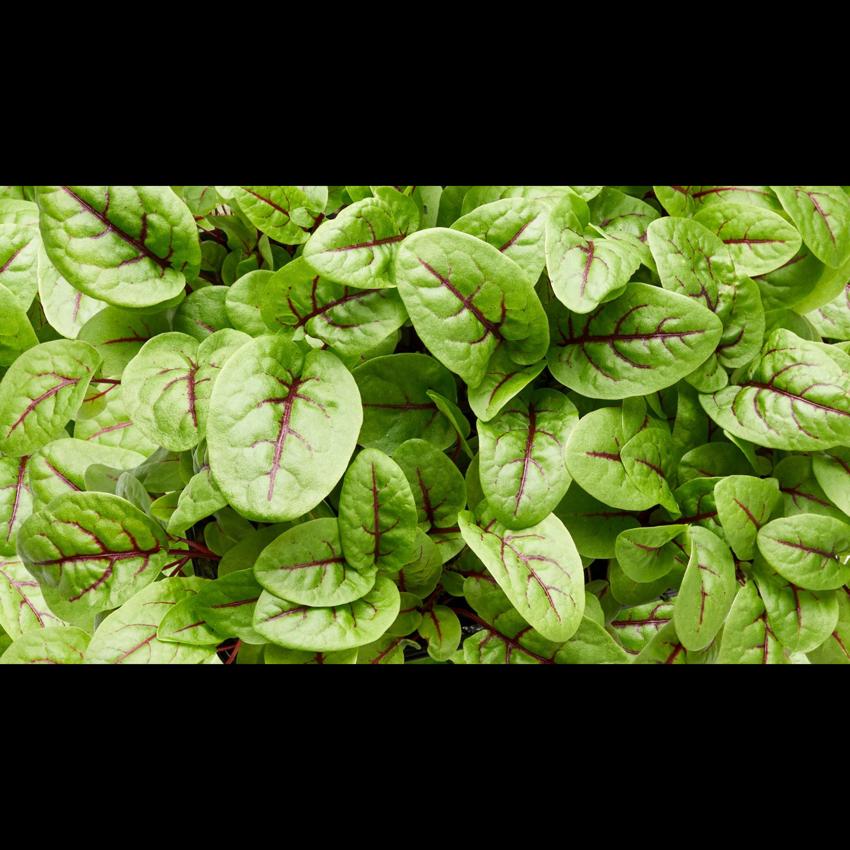MICRO SORREL VEIN