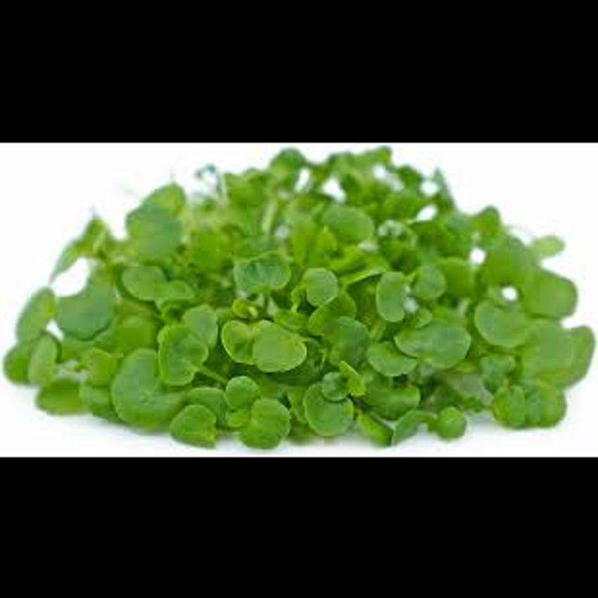 MICRO WATER CRESS