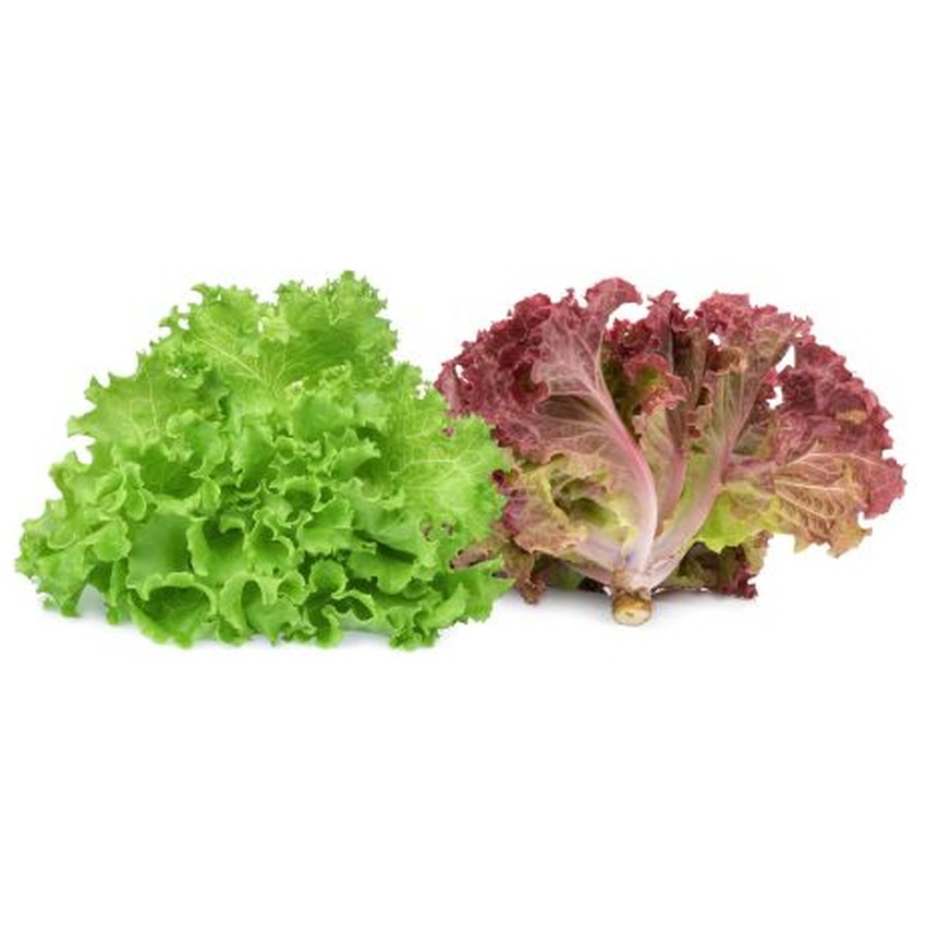 MIXED (GROWING) LETTUCE TRIO