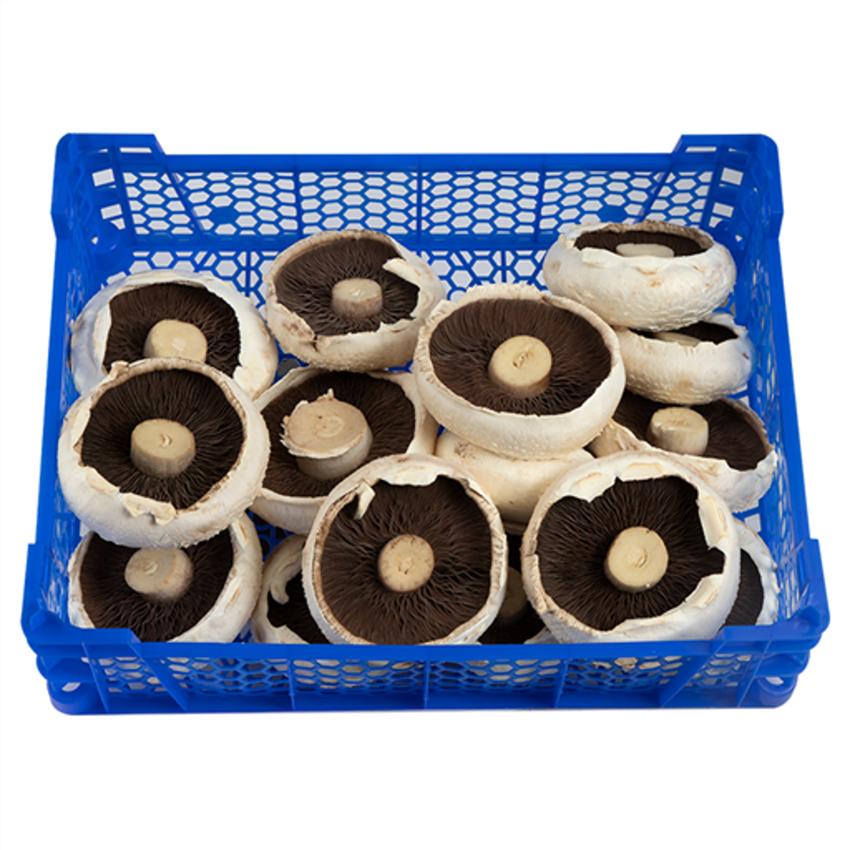 MUSHROOM - FLAT