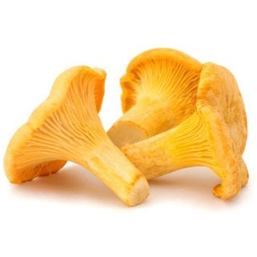 MUSHROOM GIROLLE