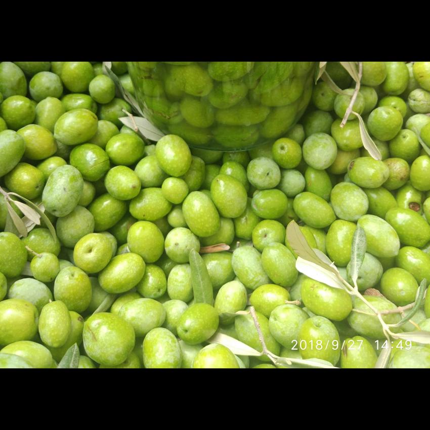 OLIVE - FRESH