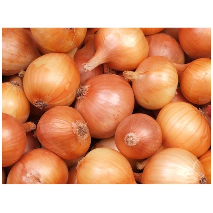 ONION ENGLISH