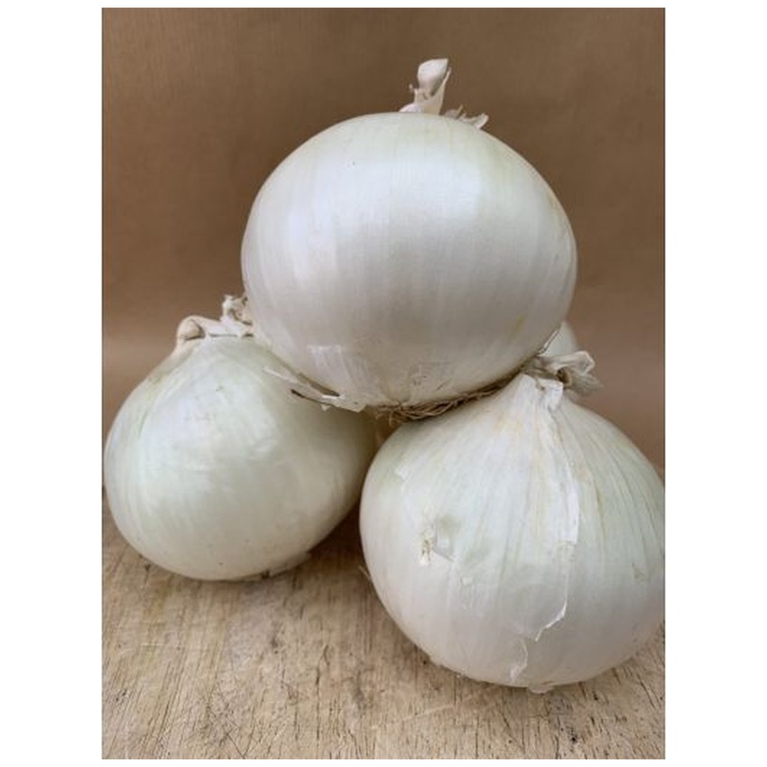 ONION - WHITE
