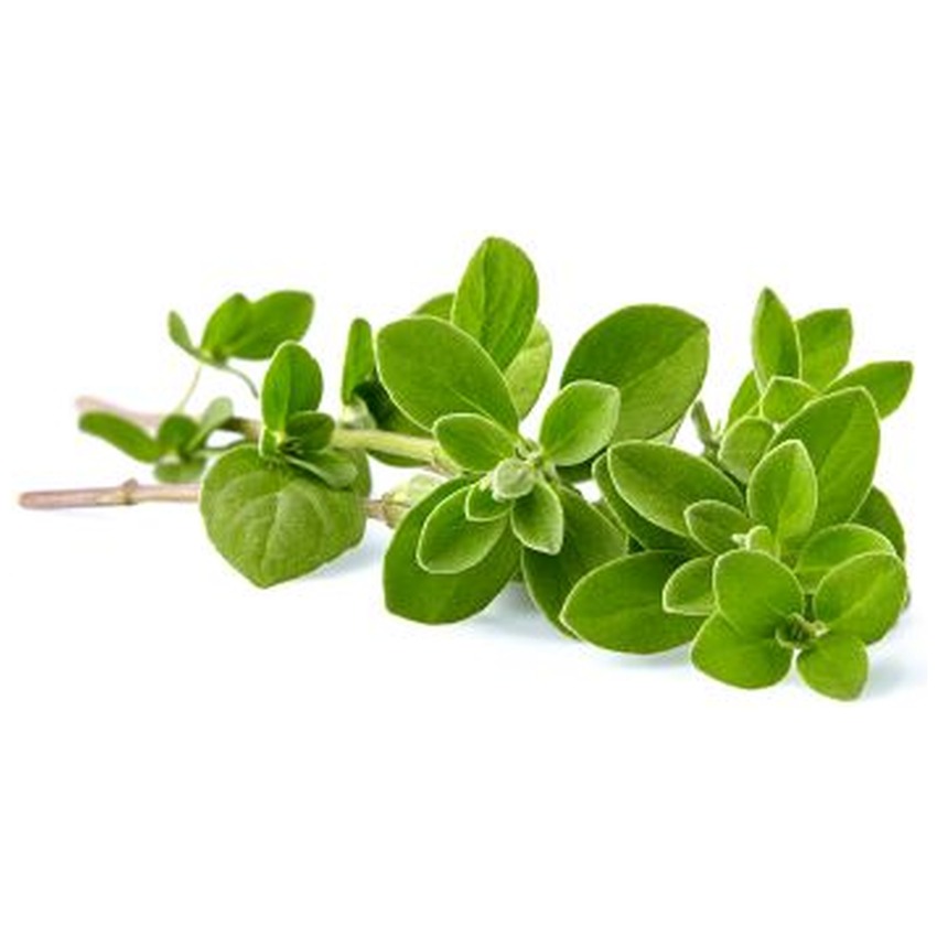 OREGANO BUNCH