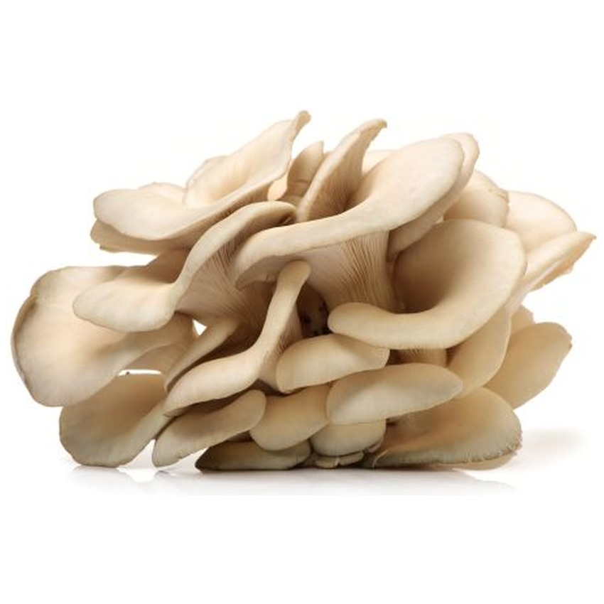OYSTER MUSHROOM