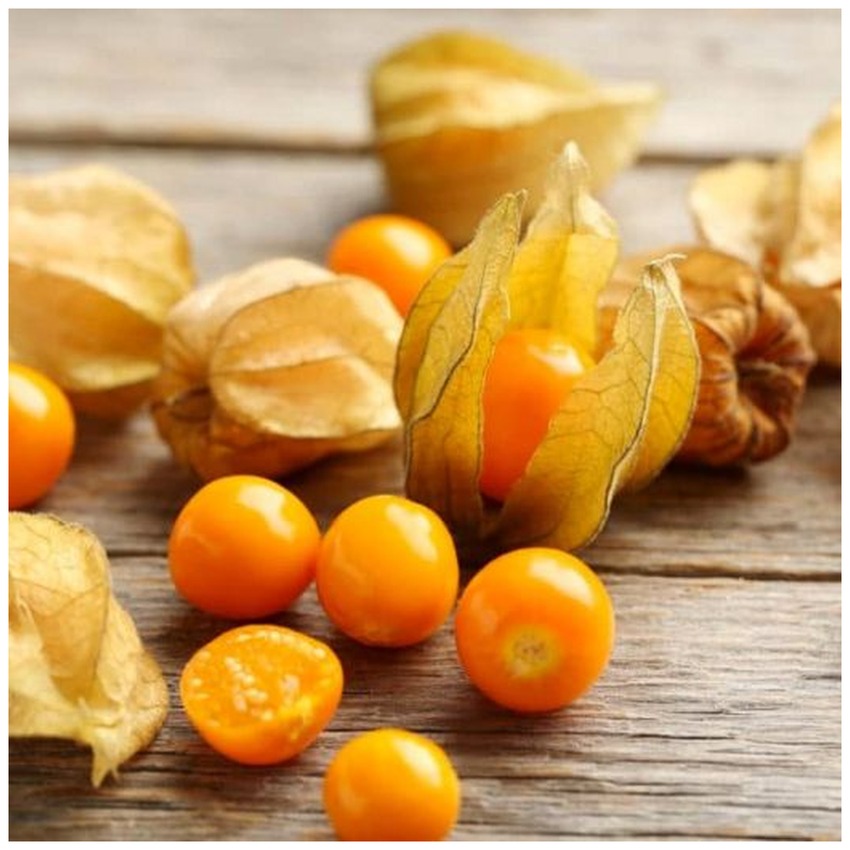 PHYSALIS